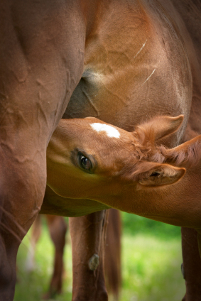 mare and foal